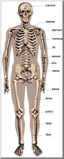 Anatomy L5 Pectoral Girdle Diagram